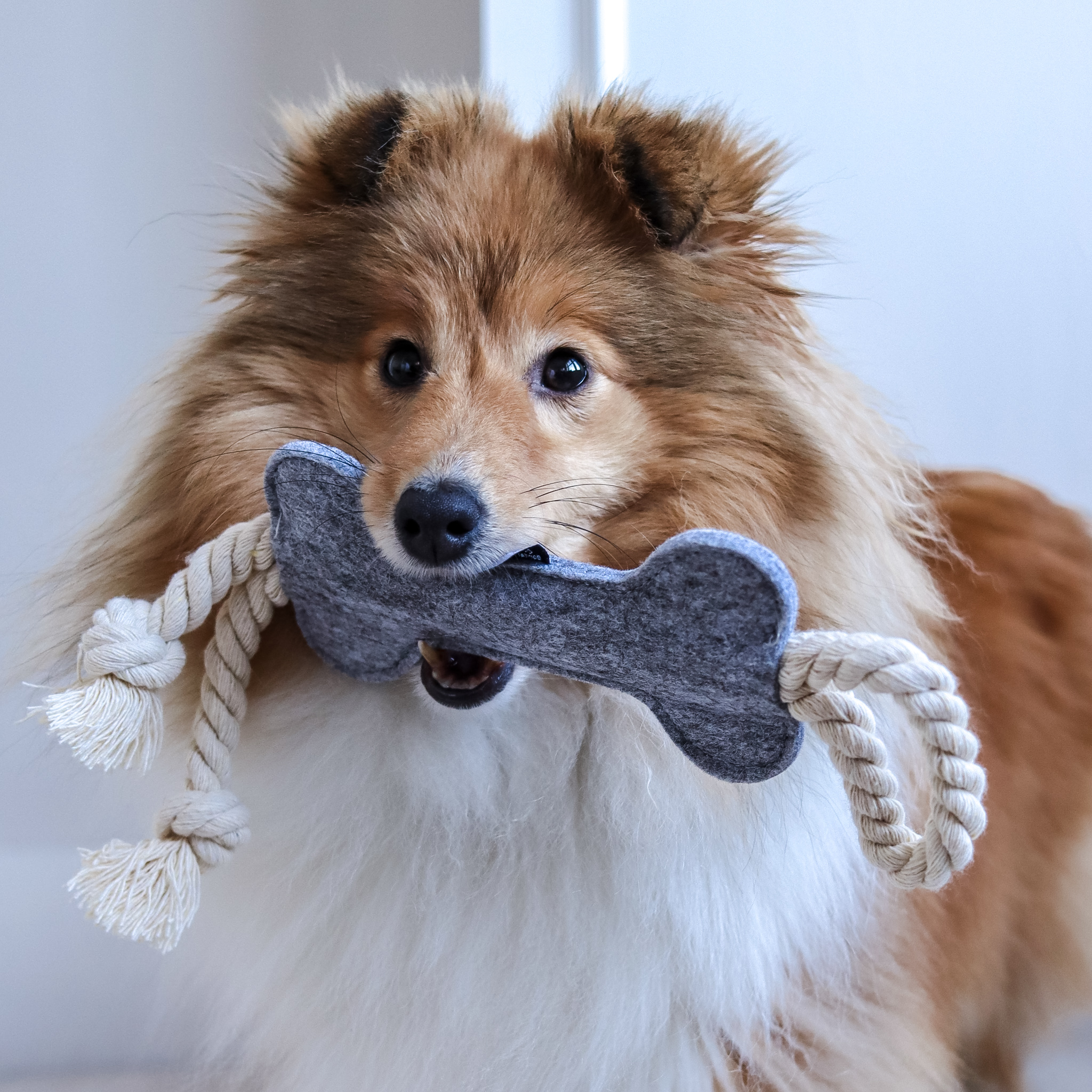 Eco Rope Felt Dog Toy, for Puppies / Small Dogs