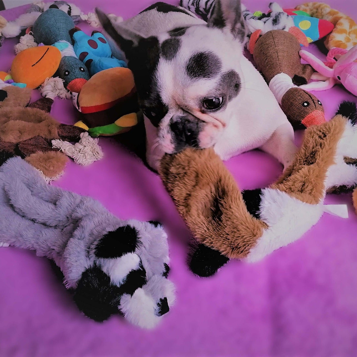 Interactive Squeak Plush Dog Toy - Black
