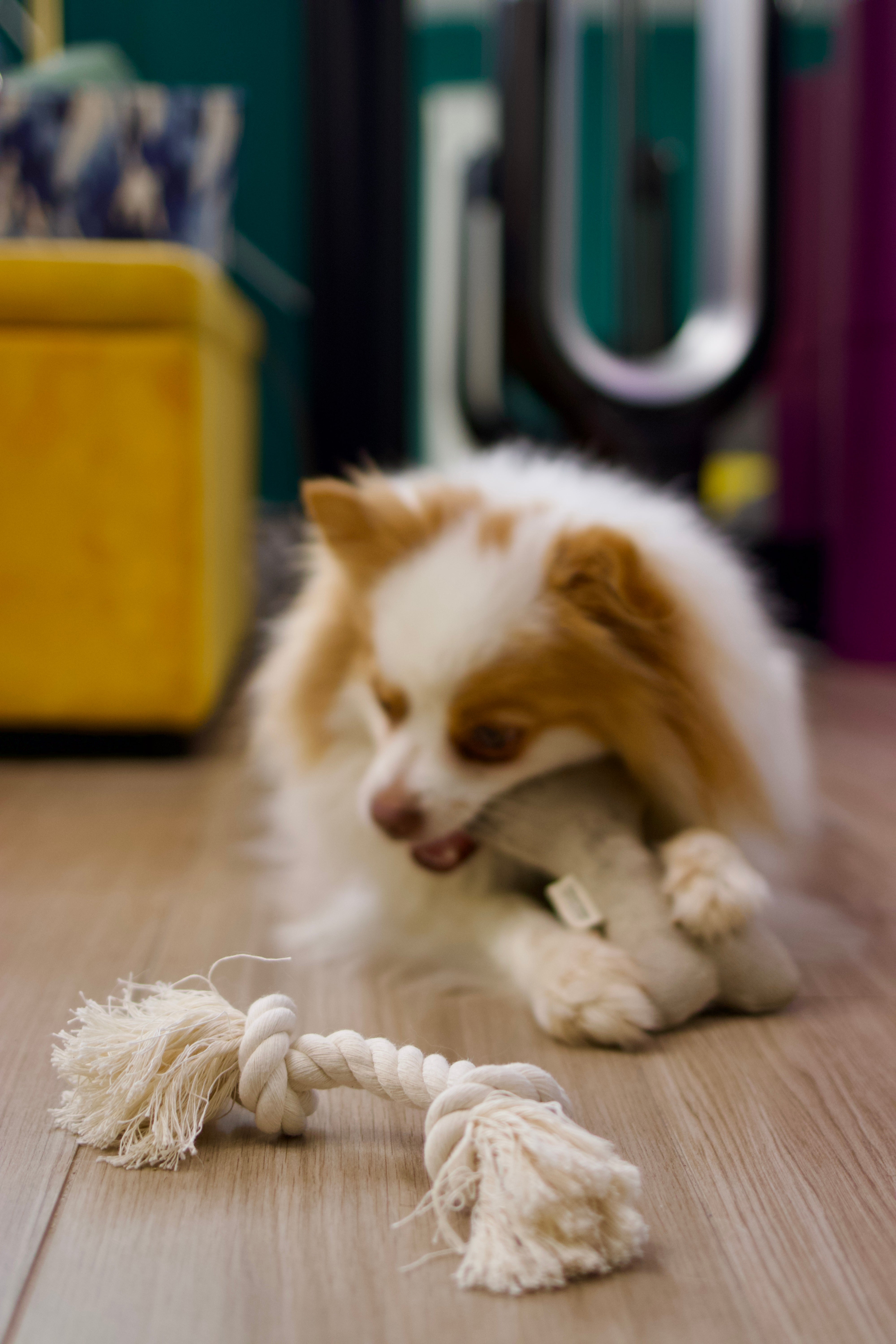 Boba &amp; Vespa Natural Dog Toy Bundle for Cuddles, Fetch and Tugging - Small to Large Dogs Options