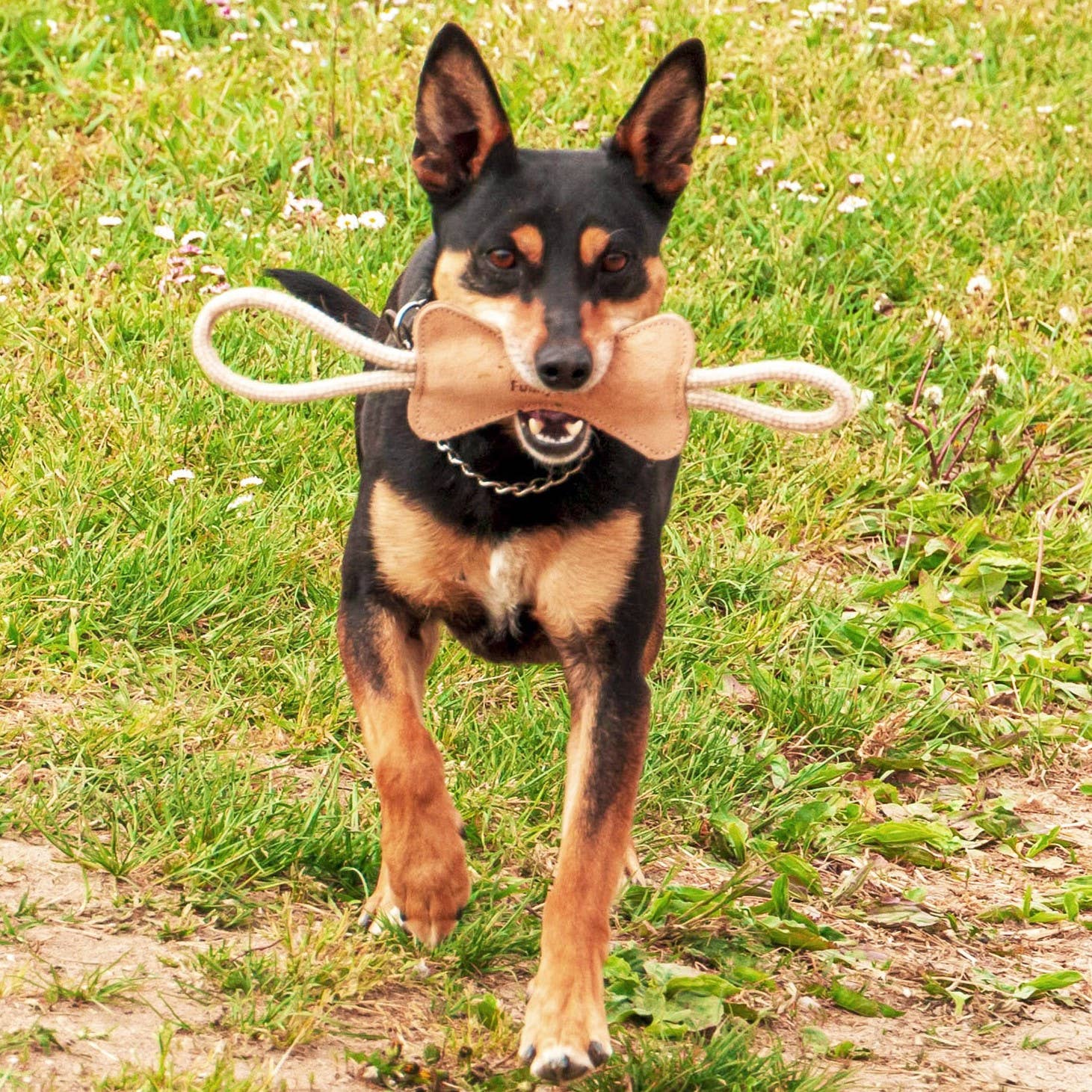 Natural toy for dogs Bone in suede
