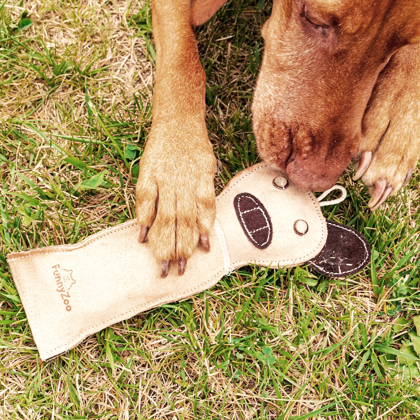 Natural toy for dogs CAT with bottle inside