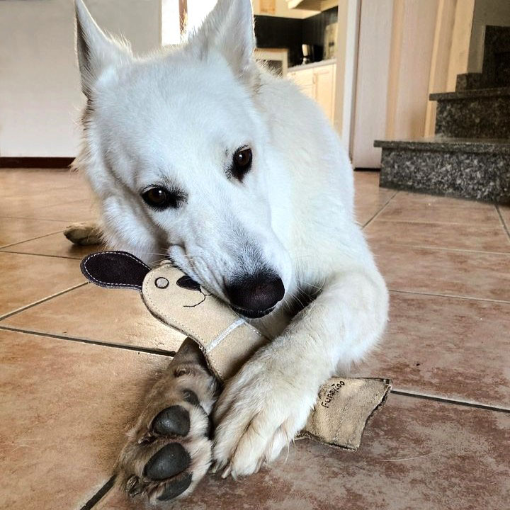 Natural toy for dogs CAT with bottle inside