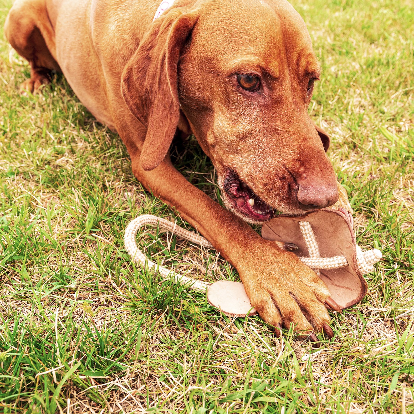 Natural toy for dogs in harness leather