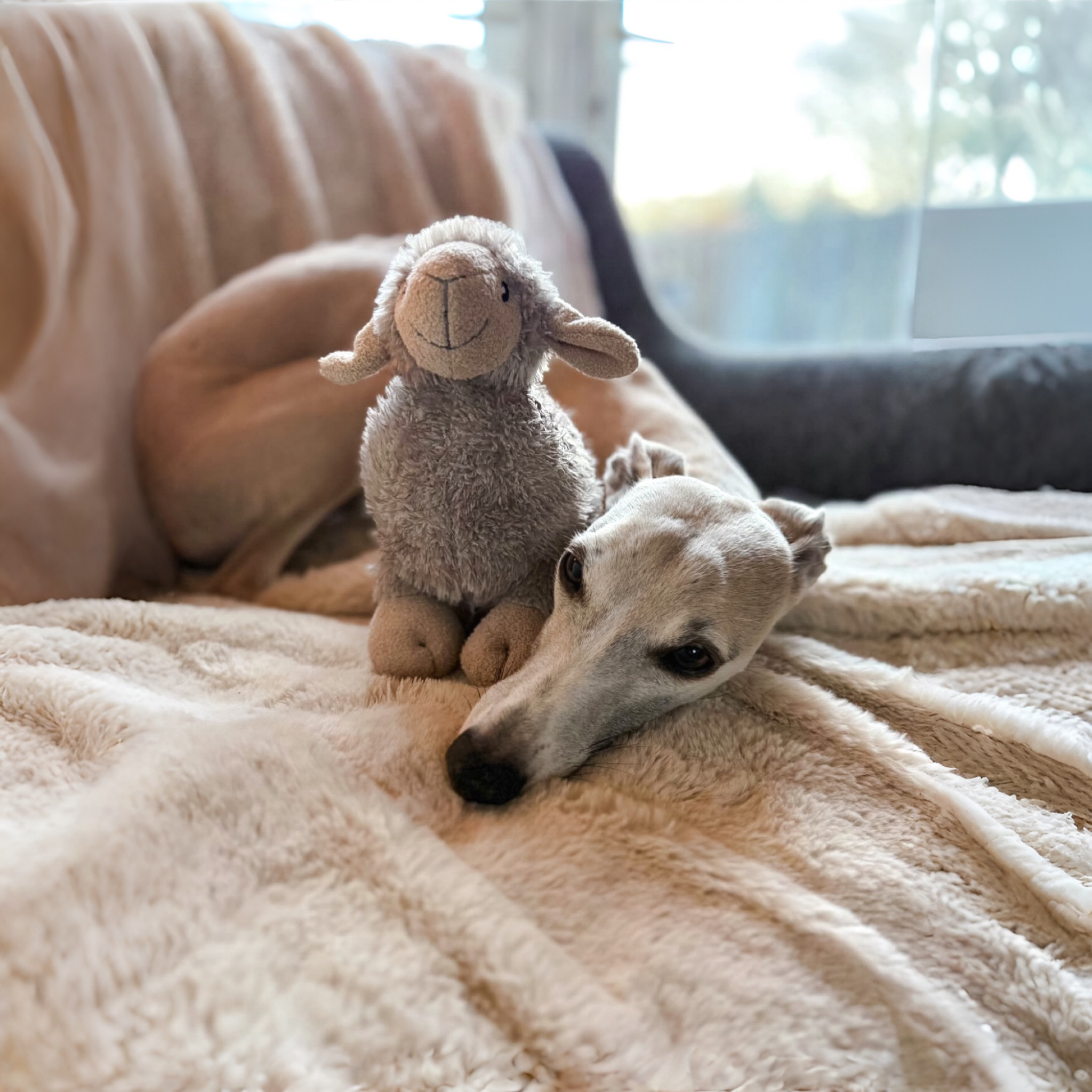 Squeaky Plush Luca Lamb Dog Toy