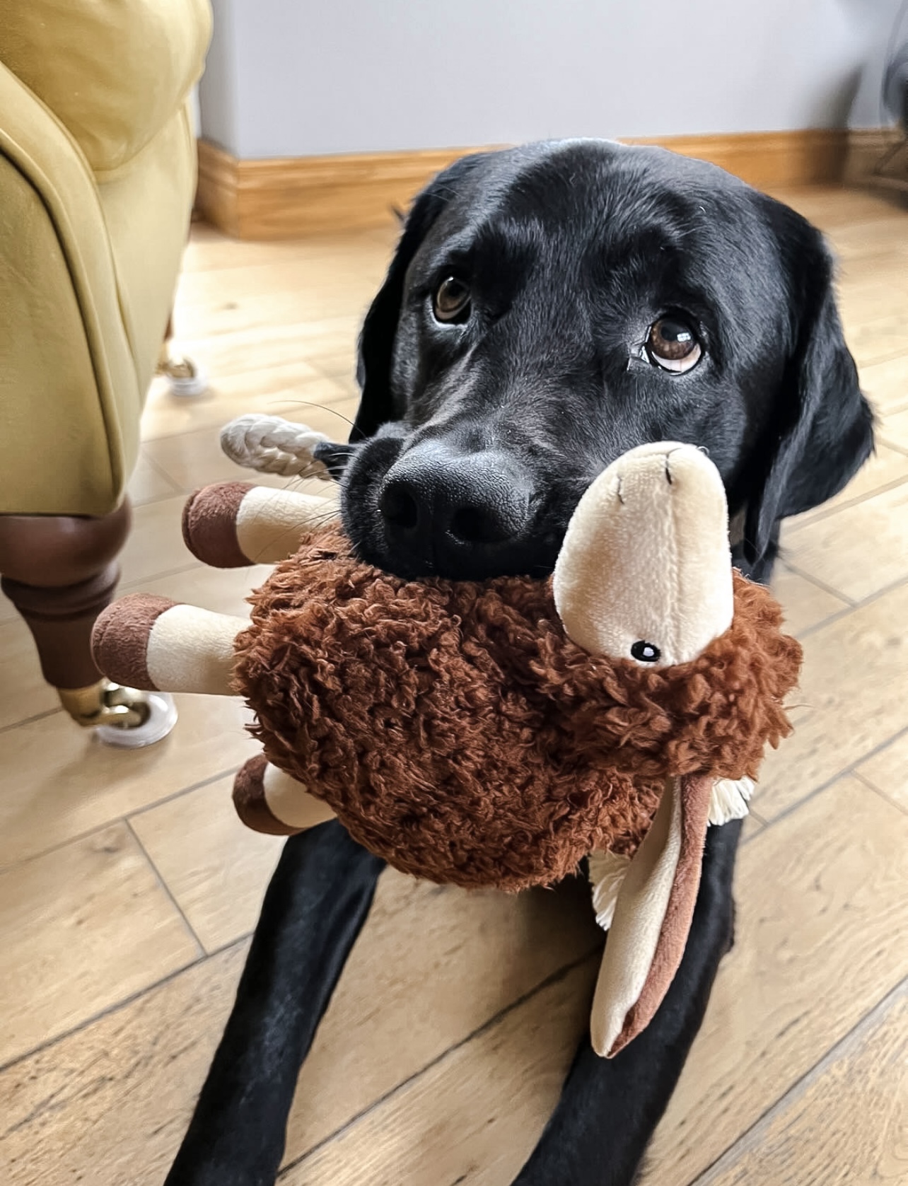 Squeaky Plush Sansa Sheep Dog Toy