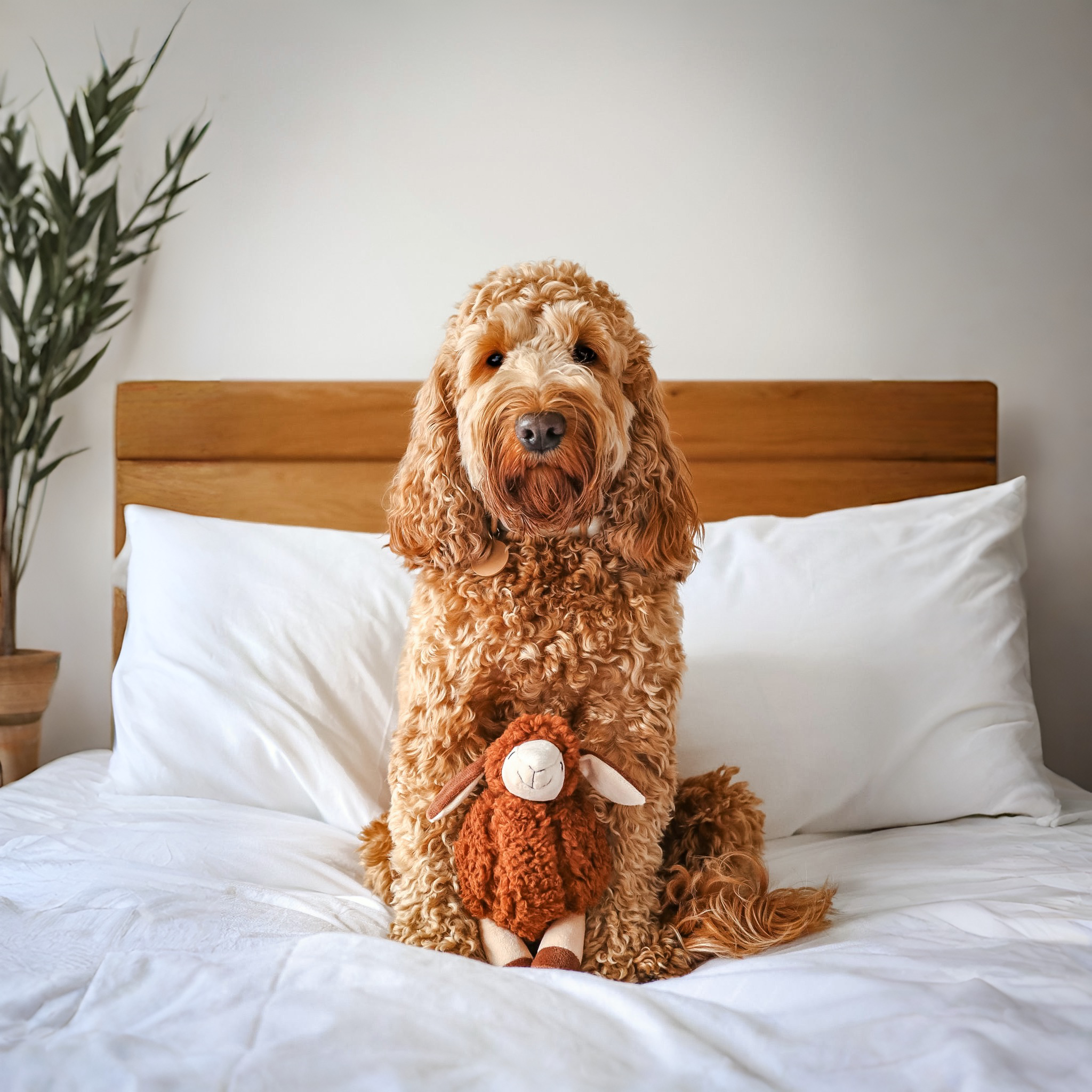 Squeaky Plush Sansa Sheep Dog Toy