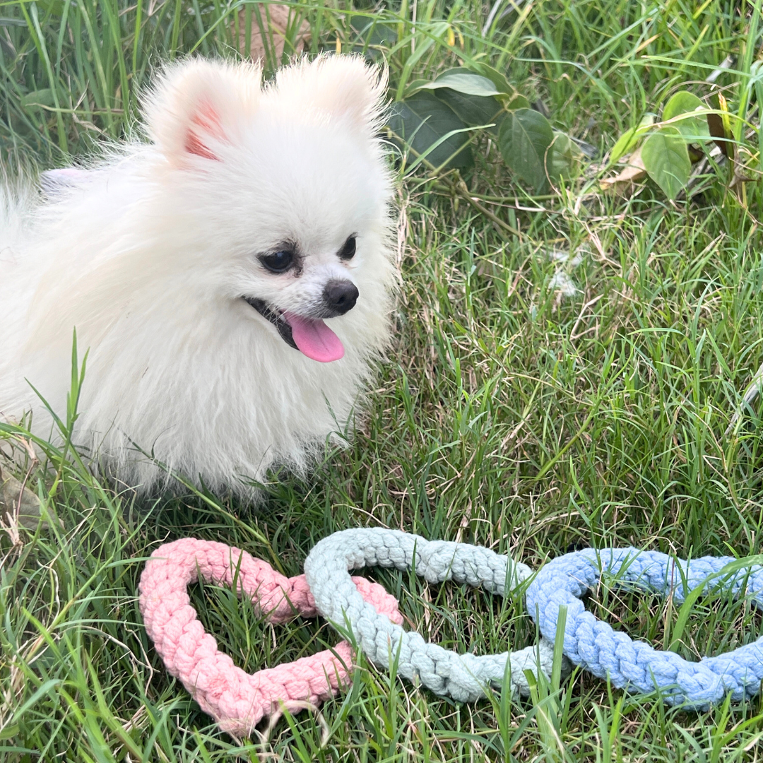 Sweetheart Macarons &amp; Bear Hugs Collection Dog Toys