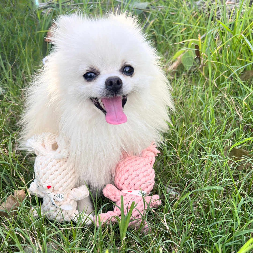Sweetheart Macarons &amp; Bear Hugs Collection Dog Toys