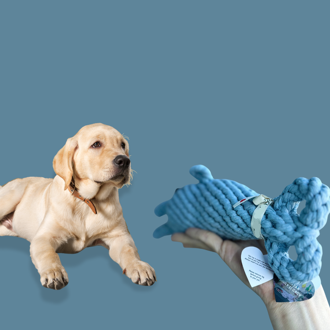 The dolphin dog toy